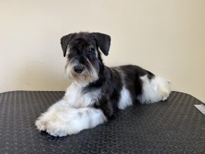 parti_schnauzer_dajanas_pearl_kennel_dajanaspearlkennel_partischnauzer_schecken_schnauzer_aimi_