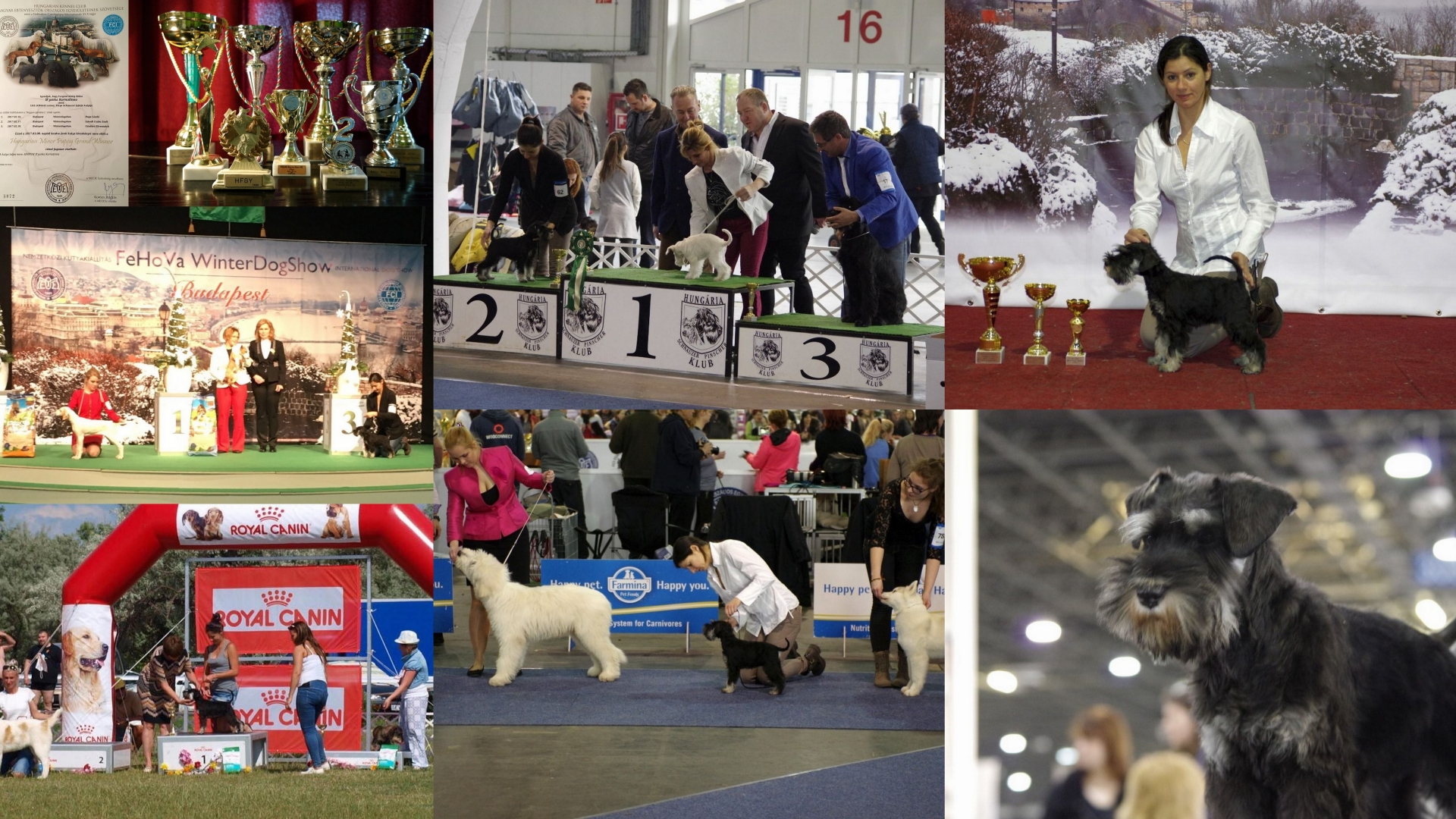 b’yanka_kornutinna_fekete_ezüst_törpe_schnauzer_diploma_kiállítások_dog_show_black_and_silver_schnauzer_