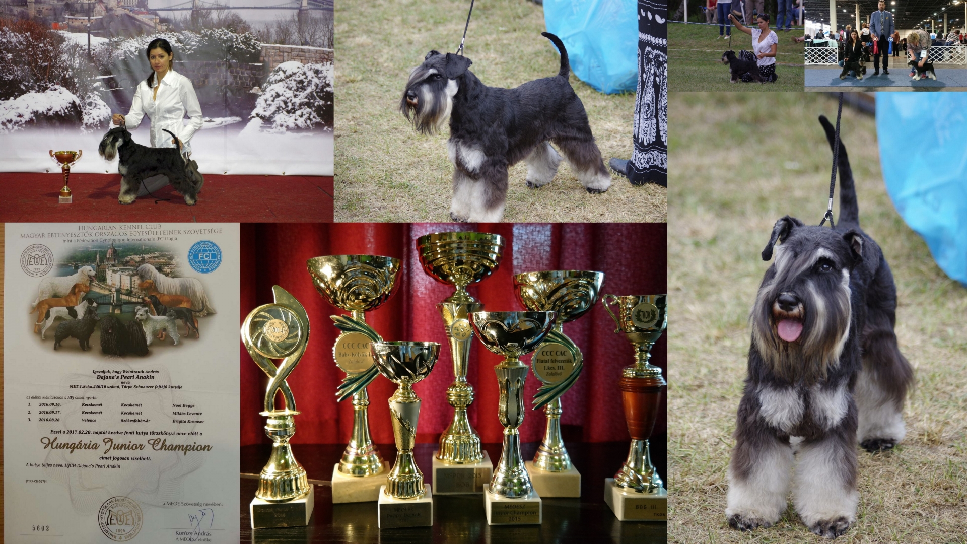 dajana’s_pearl_anakin_fekete_ezüst_törpe_schnauzer_diploma_kiállítások_dog_show_black_and_silver_schnauzer_