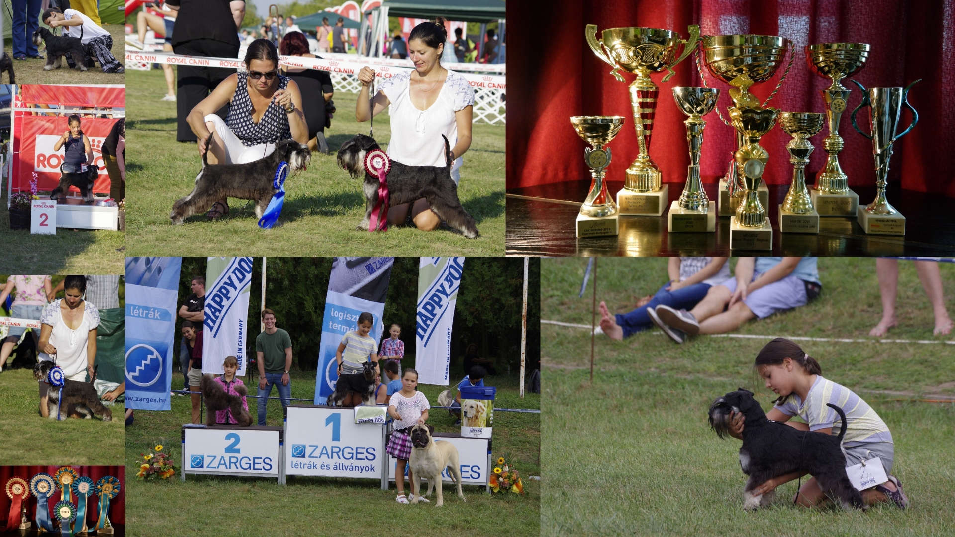 fekete_ezüst_törpe_schnauzer_kiállítások_dog_show_black_and_silver_schnauzer_