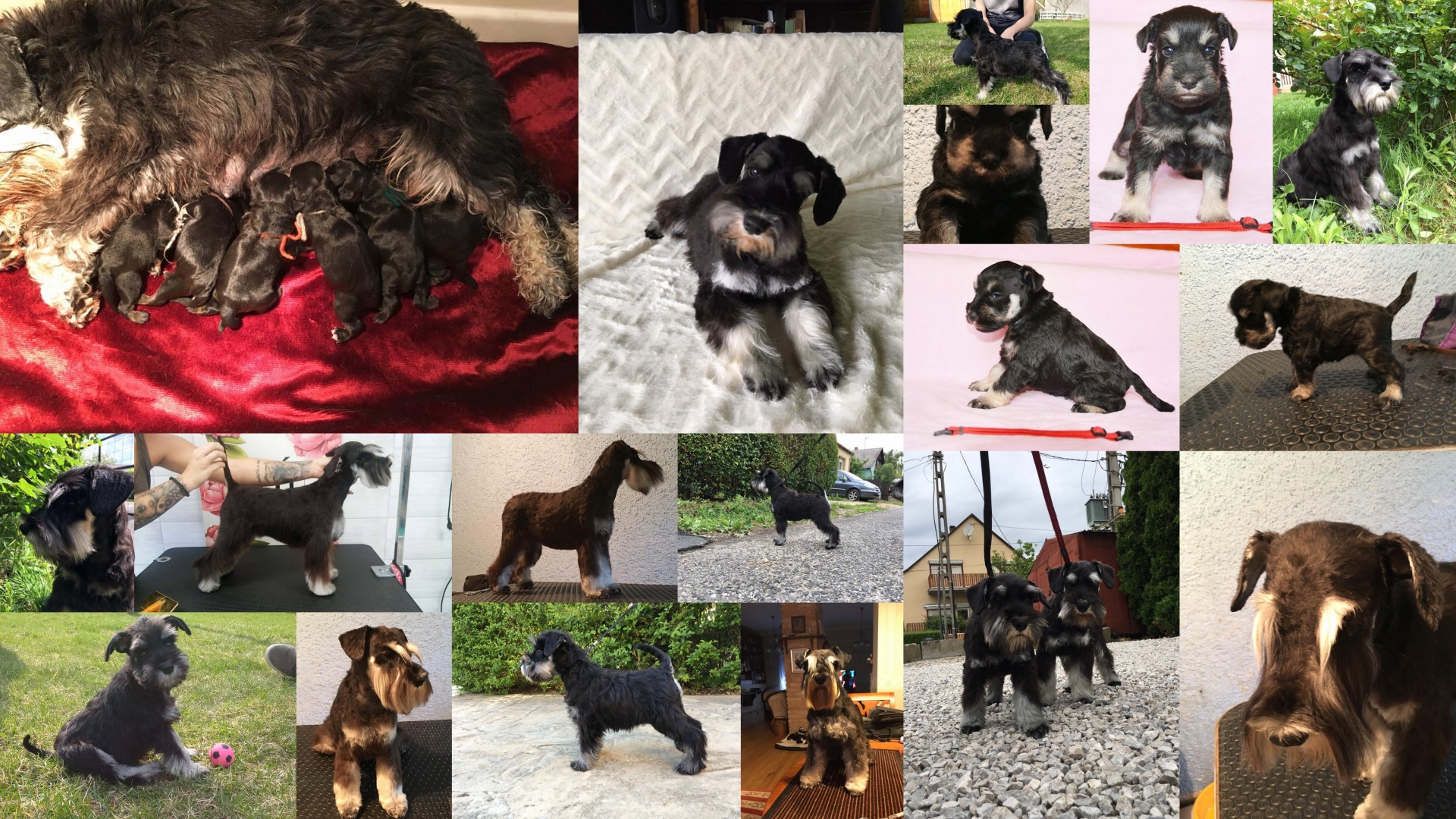 fekete_ezüst_törpe_schnauzer_kölyök_balck_and_silver_miniature_schnauzer_puppy