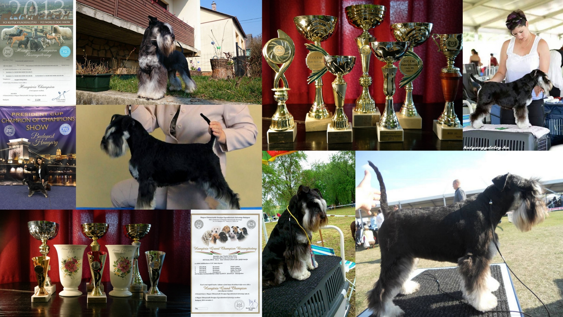 hosszúbereki_császár_innocent_frodó_fekete_ezüst_törpe_schnauzer_diploma_kiállítások_dog_show_black_and_silver_schnauzer_