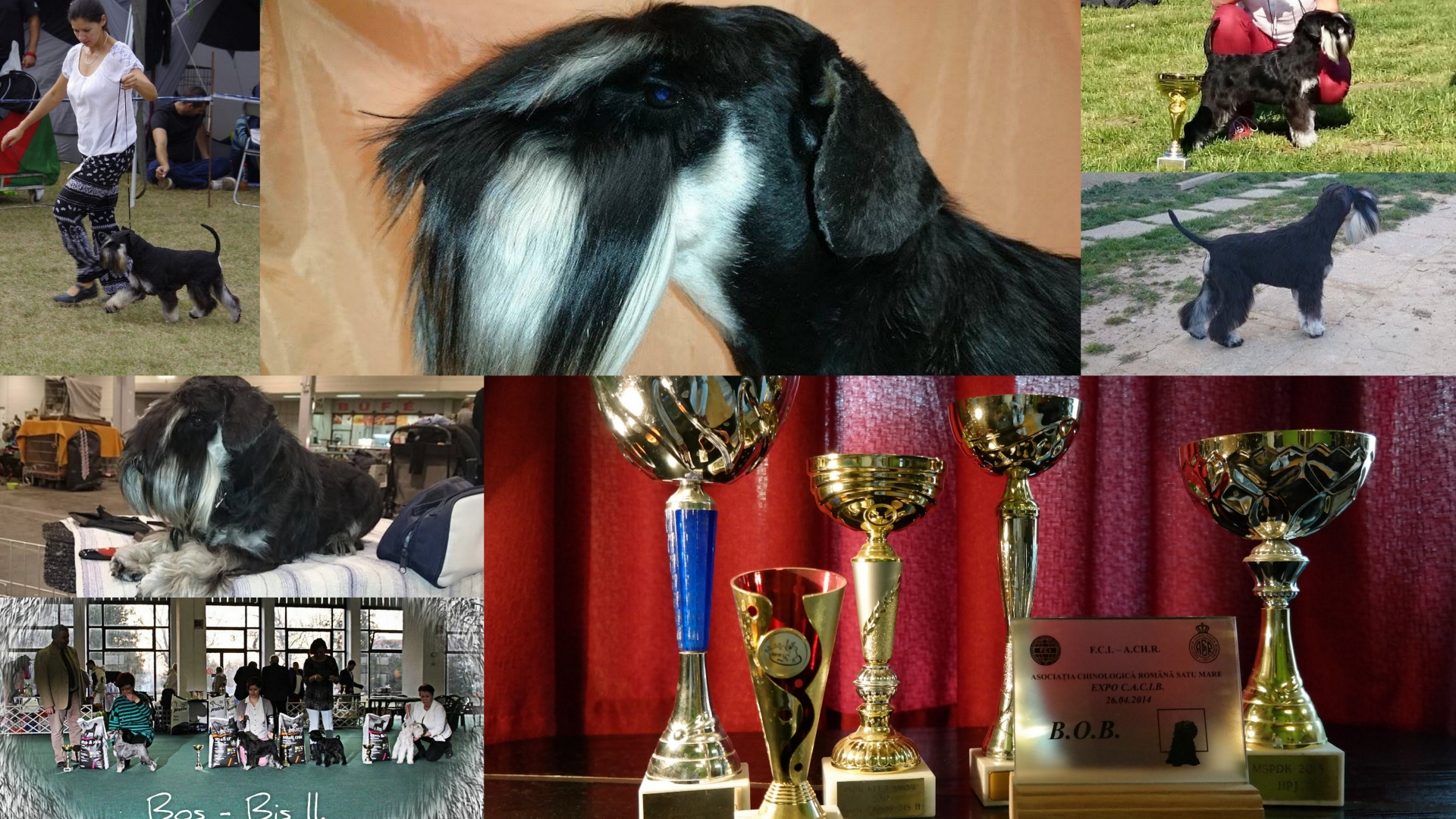 mátraszépe_whimsy_fekete_ezüst_törpe_schnauzer_diploma_kiállítások_dog_show_black_and_silver_schnauzer_