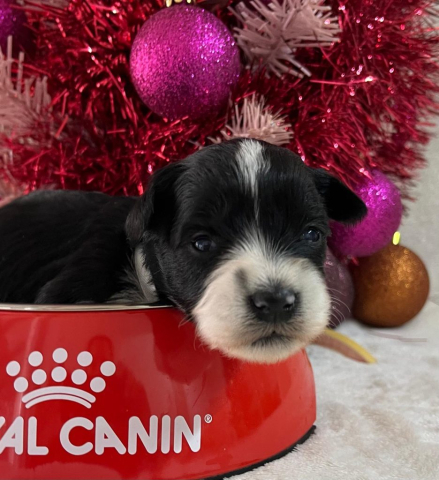 parti_schnauzer_schecken_schnauzer_amerikai_schnauzer